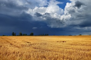 cereal field against dark stormy clouds