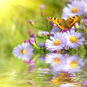 two butterfly on flowers with reflection